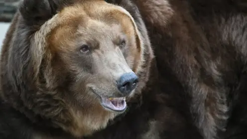В Омской области не разрешили отстреливать бродящих вокруг деревень медведей