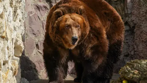 В Якутии медведица напала и ранила местную жительницу