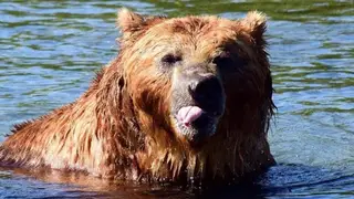 На Ямале мужчина два года прикармливал медведя и в итоге был им убит