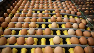 Якутская птицефабрика увеличит производство яиц до 100 млн в год