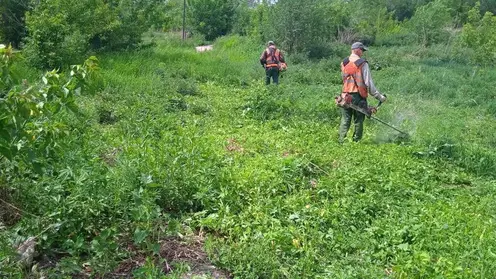 В Красноярске уничтожают наркосодержащие растения