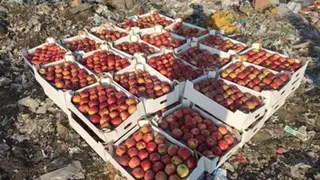 В Красноярске уничтожили более 800 килограммов яблок