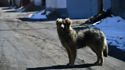 Бродячая собака покусала 10-летнего школьника в Красноярском крае
