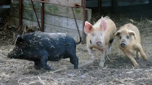 В Красноярском крае в Каратузском районе выявили вирус африканской чумы свиней