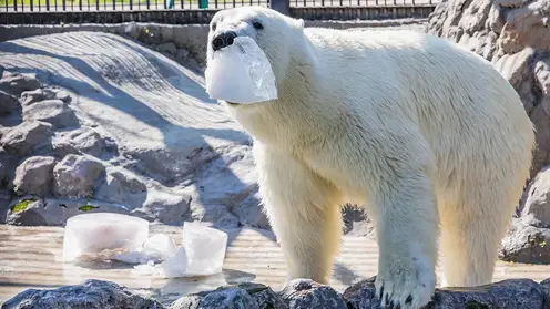 В красноярском «Роевом ручье» показали играющего со льдиной белого медведя