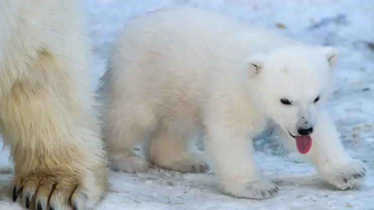 Родившихся в 2022 году в Новосибирске белых медвежат назвали Белка и Стрелка