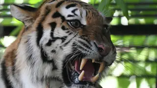 В Хабаровском крае тигрица забралась на пасеку и не смогла сама выбраться