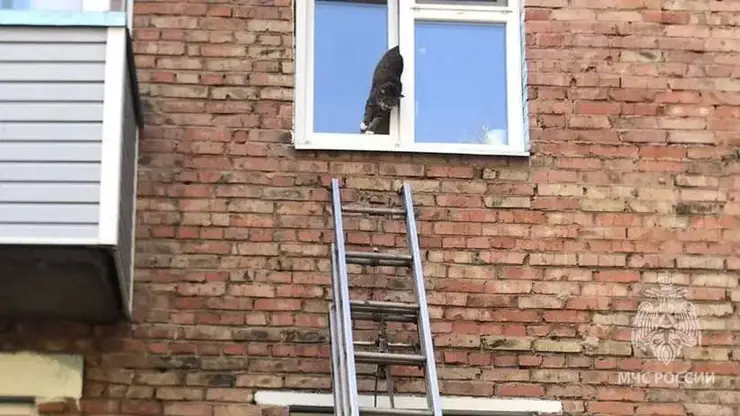 Сотрудники МЧС спасли в Лесосибирске застрявшего в окне кота
