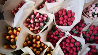Шестьсот тысяч тюльпанов вырастили к 8 Марта в столице Приангарья