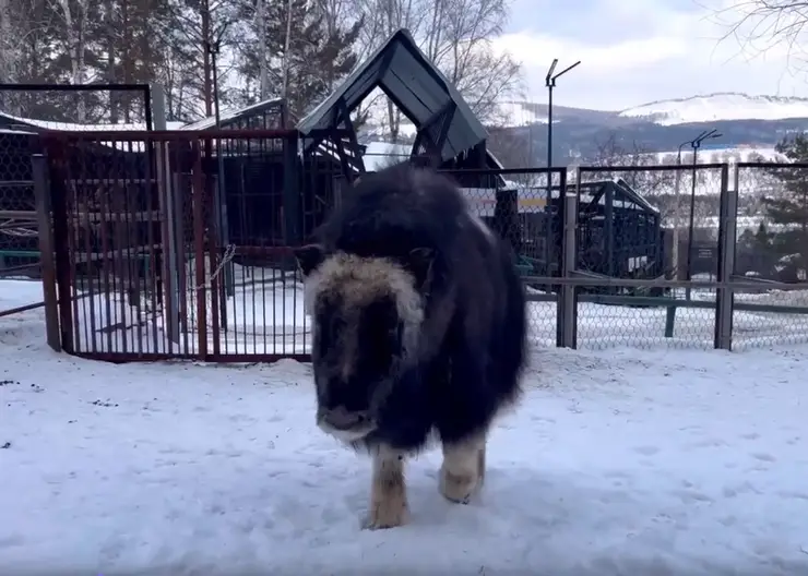 В красноярском зоопарке «Роев Ручей» показали подросшего овцебыка Алану