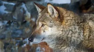 Красноярские ученые провели исследования популяции волков в Эвенкийском районе